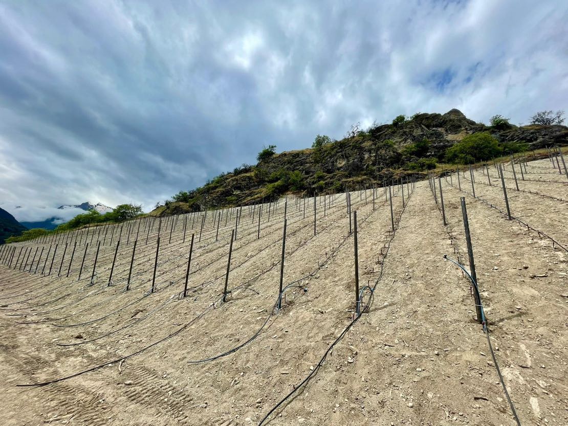 Le barbatelle di completer piantate nel 2020
